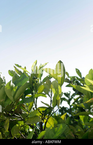 Zitronenbaum in blauen Himmel erweitern Stockfoto