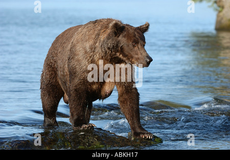 Brauner Bär auf der Suche nach Fisch Alaska USA Stockfoto