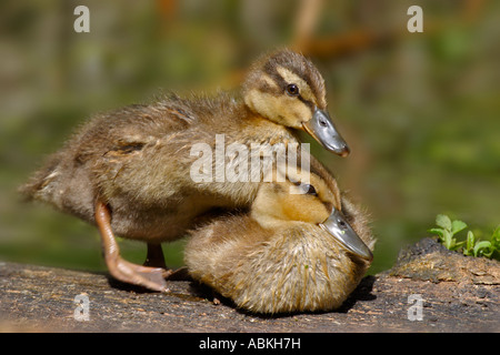 Stockente Entenküken auf melden Sie sich im Sumpf im späten Frühjahr Victoria British Columbia Kanada-Hinweis-Digital Unschärfe-Effekt angewendet Stockfoto