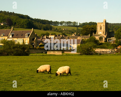 Schafe grasen auf einer Wiese Wasser durch das Dorf von Rothbury Northumberland UK Stockfoto