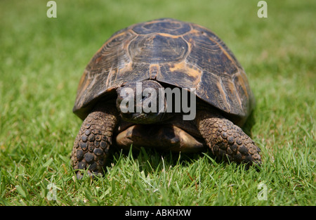 Eine Haustier Schildkröte geht über den Rasen in einem englischen Garten Stockfoto