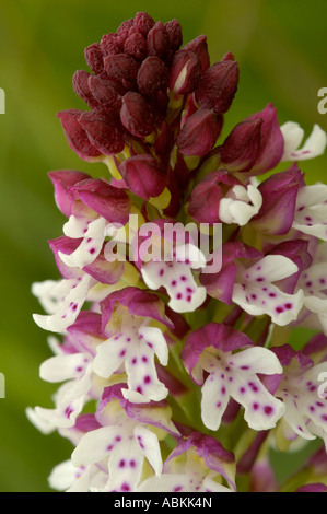 Verbrannte Tipp Orchidee Orchis ustulata Stockfoto