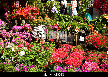 Blumen zum Verkauf an den Straßenmarkt Cours Saleya in Nizza Südfrankreich Stockfoto