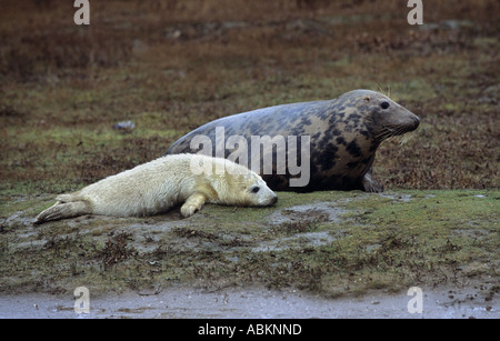 Grey seal Pup Halichoerus Grypus, Donna Nook, Lincolnshire, UK Bild hinter der Schranke im Bereich public-Viewing. Stockfoto