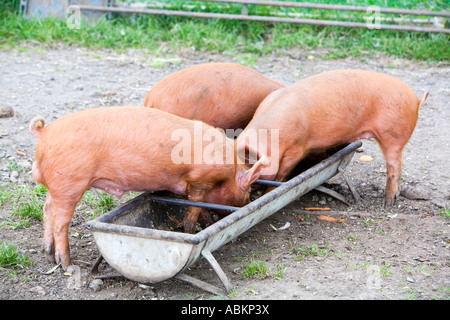 Drei 3 Schweine füttern von Trog Stockfoto