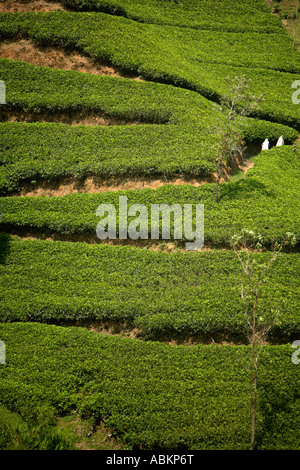 Tee Watawala Entnahmebereich in der Nähe von Hatton, Central Province, Sri Lanka, Asien Stockfoto