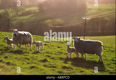 Frühling-Schafe und Lämmer Stand in ein Feld und Hintergrundbeleuchtung von der untergehenden Sonne in Dorset county England UK Stockfoto