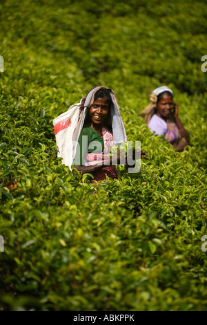 Tee Watawala Entnahmebereich in der Nähe von Hatton zentrale Provinz Sri Lanka Asien Stockfoto