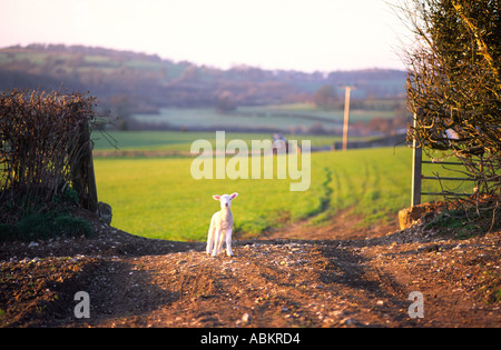 Junges Jungfrau Lamm Stand auf dem Gateway zwischen Feldern im Norden Dorset county England UK dieses bei Sonnenuntergang im Frühling Foto war Stockfoto