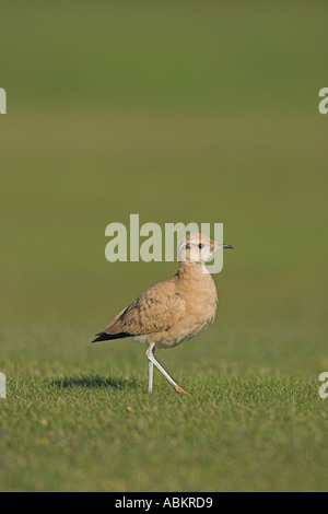 Cremefarbene Renner (Cursorius Cursor) auf St Mary's, Isles of Scilly, UK Oktober Stockfoto