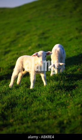 Junge Jungfrau Lämmer Weiden auf üppigen grünen Rasen im Norden Dorset county England UK dieses Foto entstand im Frühjahr 2005 Stockfoto