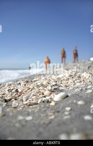 Ein Foto mit weißem Sand mit haufenweise Muscheln zeigt eine Familie mit drei hinunter das Wasser surfen auf der Suche nach Meer Schätze Stockfoto