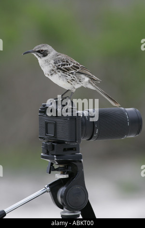 Hood Spottdrossel thront vor der Kamera (zählt Macdonaldi), Espanola, Galapagos, Ecuador Stockfoto