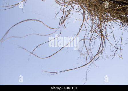 Nahaufnahme von Strand Schatten Palapa Fringe und blauer Himmel Stockfoto