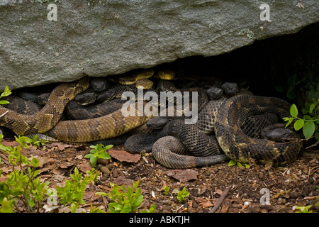 Holz-Klapperschlangen Crotalus Horridus Pennsylvania Nordosten der Vereinigten Staaten Stockfoto