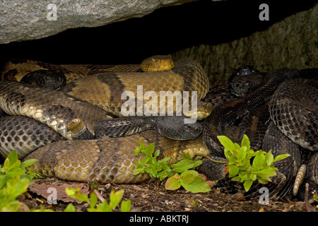 Holz-Klapperschlangen Crotalus Horridus Pennsylvania Nordosten der Vereinigten Staaten Stockfoto