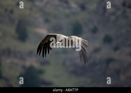 Gänsegeier Soaring (Gysp Fulvus) - Spanien Stockfoto