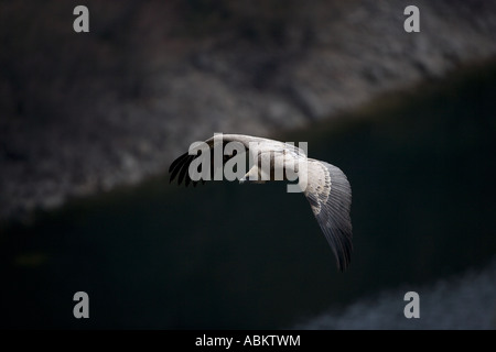 Gänsegeier Soaring (Gysp Fulvus) - Spanien Stockfoto