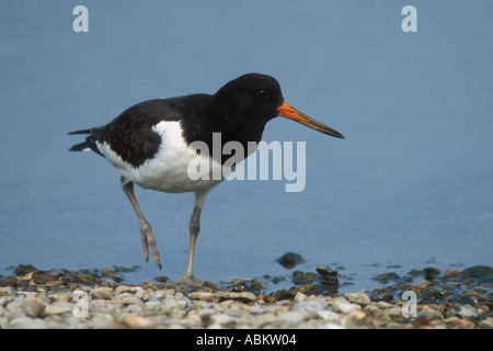 Austernfischer (Haematopus Ostralegus), Norfolk, England, UK August Stockfoto