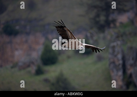 Gänsegeier Soaring (Gysp Fulvus) - Spanien Stockfoto