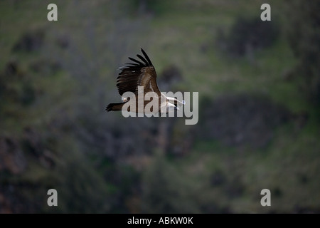 Gänsegeier Soaring (Gysp Fulvus) - Spanien Stockfoto