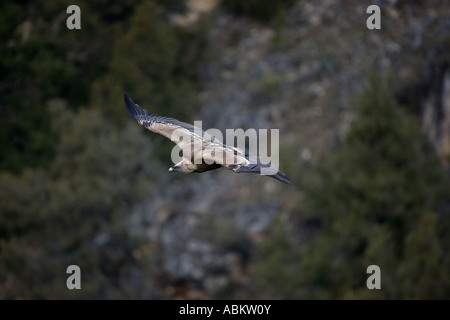 Gänsegeier Soaring (Gysp Fulvus) - Spanien Stockfoto