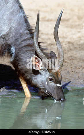 Männliche Nyala (Tragelaphus Angasi) trinken am Wasserloch, Mkuze, Südafrika, Juni Stockfoto