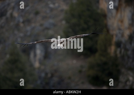 Gänsegeier Soaring (Gysp Fulvus) - Spanien Stockfoto