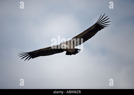 Gänsegeier Soaring (Gysp Fulvus) - Spanien Stockfoto