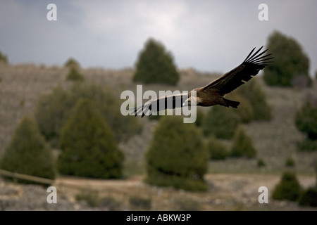 Gänsegeier Soaring (Gysp Fulvus) - Spanien Stockfoto