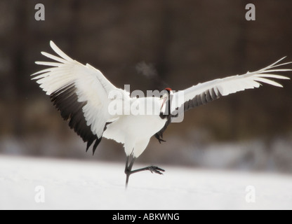 Japanischer Rotkräne Stockfoto