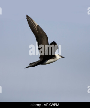 Arktisches Skua im Flug Stockfoto