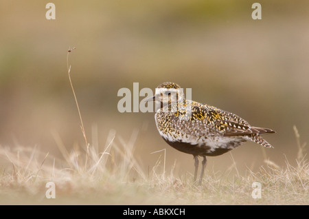 Europäisches Goldenes Plover-Zuchtgefieder Stockfoto