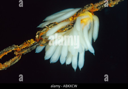 Eiern der gemeinsamen Tintenfisch auf Anker Kette, Loligo vulgaris Stockfoto