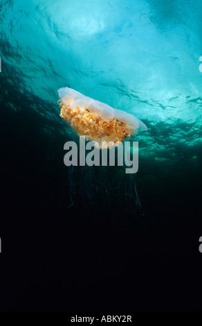 Löwen Mähne Quallen im Meer gigantische Quallen schwimmen Stockfoto