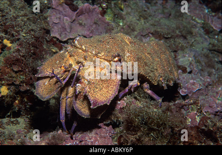 Größere Heuschrecke Hummer, Scyllarides Latus, mediterrane Bärenkrebs, Balearen, Spanien, Mittelmeer Stockfoto