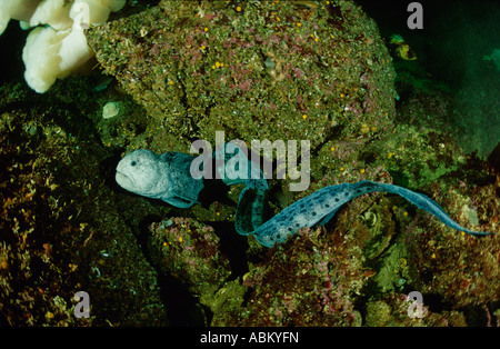 männliche Wolf Aal, Anarrhichthys Ocellatus, Vancouver Island British Columbia Kanada Pazifik Stockfoto