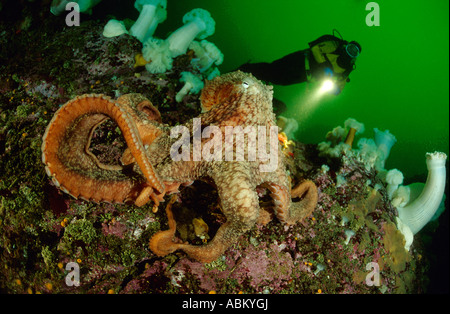 Pazifische Riesenkrake mit Taucher, Octopus Dofleini, Metridium Giganteum, British Columbia Kanada Stockfoto