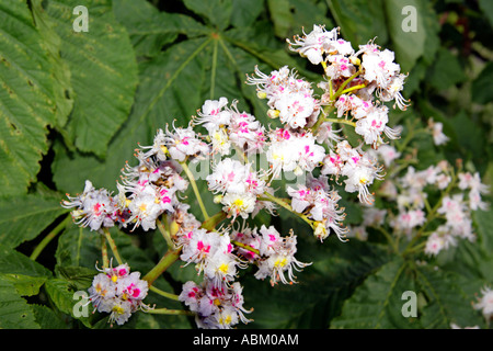 Nahaufnahme von einem floralen Spray von der gemeinsamen Pferd Kastanie Aesculus Hippocastanum Baum Stockfoto