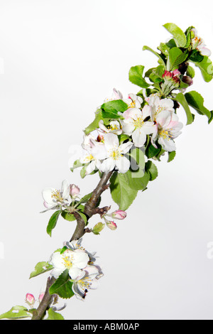 Nahaufnahme von Krabben Apfelbaum Pyrus Malus Zweig mit Blüten Stockfoto