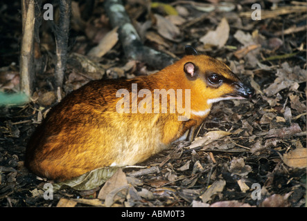 "Größere Maus Reh oder größere Malay Chevrotain Tragulus Napu" Stockfoto