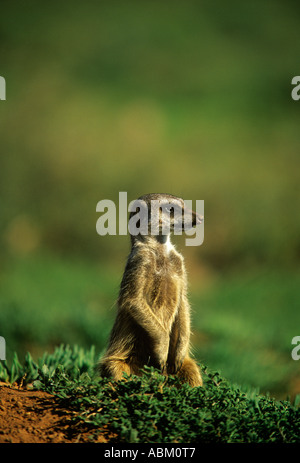 ERDMÄNNCHEN oder SURICATE auf Suche Suricata suricatta Stockfoto