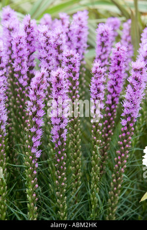 RHS CHELSEA FLOWER SHOW 2007 Stockfoto