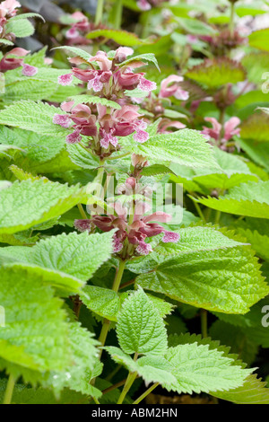 RHS CHELSEA FLOWER SHOW 2007 Stockfoto