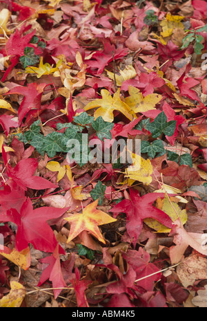 Herbstlaub in alle ihre knalligen Farben erhellen die Landschaft an einem kalten Tag Stockfoto