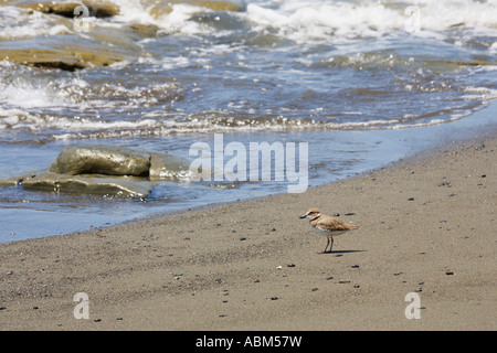 Strand von Pavones Costa Rica mit halb palmated Regenpfeifer Charadrius semipalmatus Stockfoto