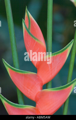 Wild Plantain Heliconia wagneriana Stockfoto