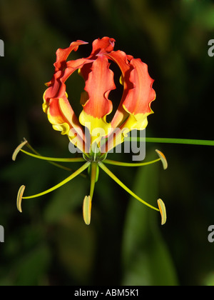 Blume der Gloriosa Superba, einem weitläufigen Kletterer, die gemeinhin als "Gloriosa" Lilie bezeichnet wird Stockfoto