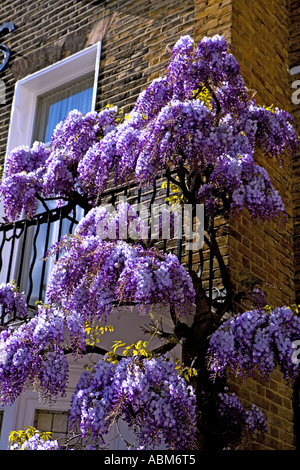 ^ Wisteria bewachsenen 'Des Res' 9 In einer ruhigen Ecke des "Marylebone"]. London "W1" Stockfoto