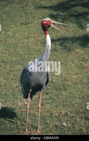 Stilicho Kran GRUS ANTIGONE Natal Midlands Südafrika dieser Vogel ist ein Eingeborener von Indien Stockfoto